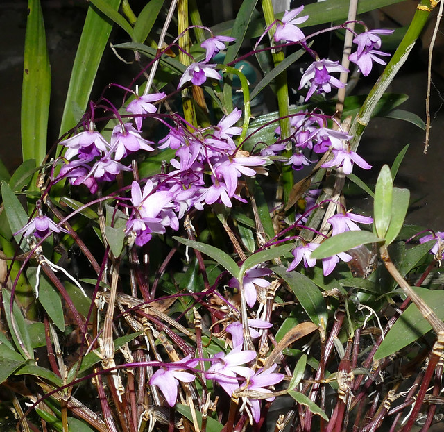 Dendrobium kingianum 'Steve' species orchid 3-24