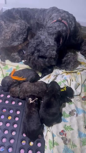 Klover and her ten puppies!