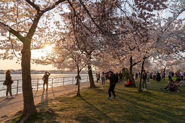 Washington, DC - March 21, 2024: Crowds of tourists walk around the tidal basin, enjoying cherry blossom trees in peak bloom