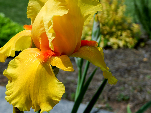 Yellow Irises catch your eye.