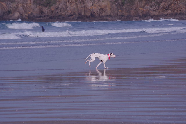 chien dalmatien sur la plage
