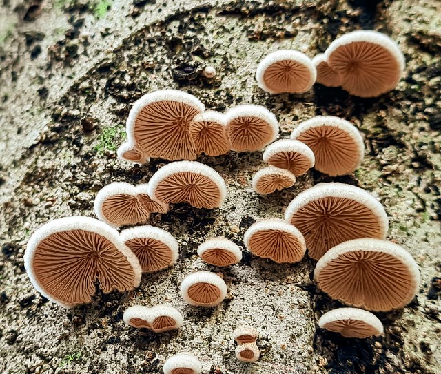 Fungus- mushroom- hongos