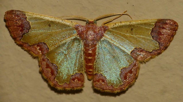 Geometrid Moth (Zamarada adiposata)