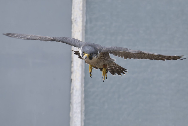 Peregrine Falcon,male