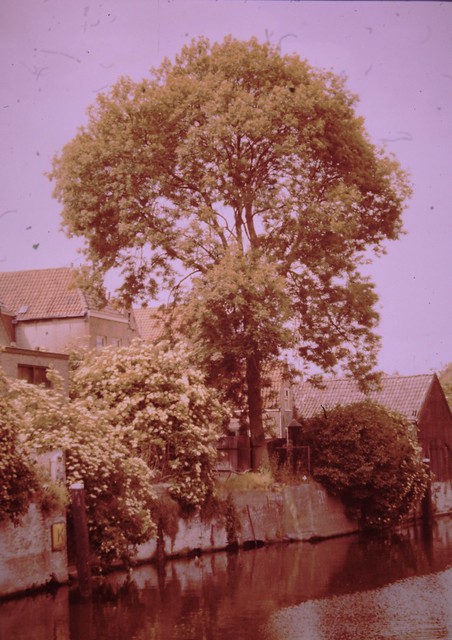 Dia - C. Smits - Achterzijde Kortendijk, enorme boom aan Lingehaven 15-06-1980