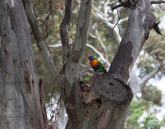 Rainbow Lorikeet (Trichglossus haematodus), Ridge Park, Adelaide, South Australia.