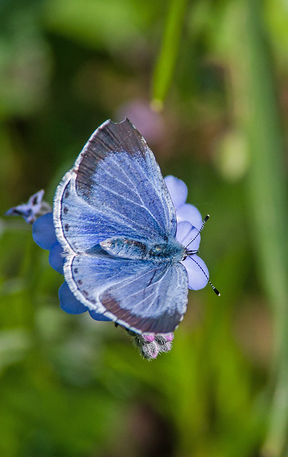 Holly Blue - Female on Forget-me-not