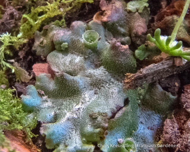 Common Liverwort (Marchantia polymorpha) collected from my garden