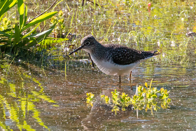 CHAT_5231 Solitary Sandpiper