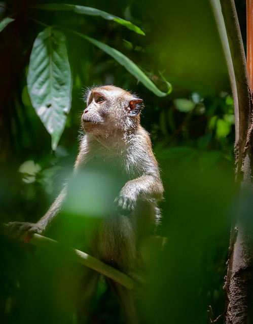 Long-tailed Macaque On the Watch