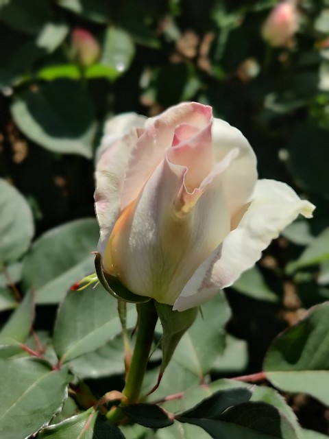 rosa - roseto di santa Giustina - Padova italy