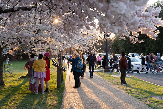 Washington, DC - March 21, 2024: Crowds of tourists walk around the tidal basin, enjoying cherry blossom trees in peak bloom