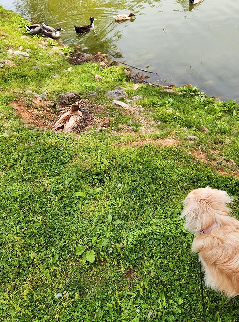 Dog and Momma Duck