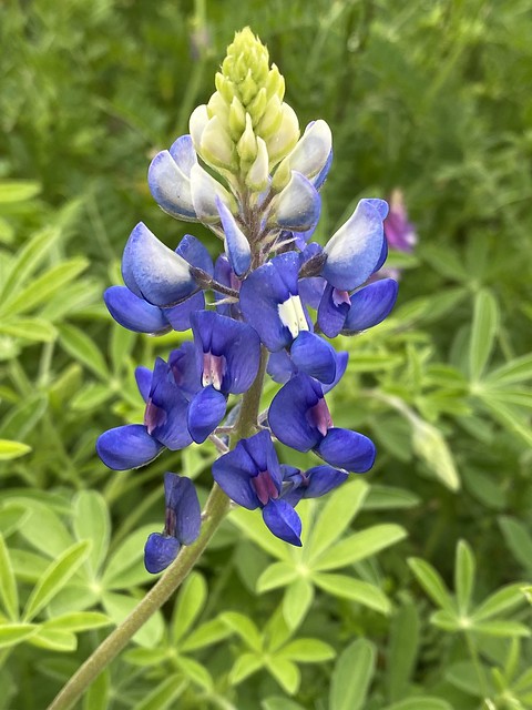 Bluebonnet, Texas Bluebonnet, Texas Lupine, Buffalo Clover, Wolf Flower / Lupinus texensis