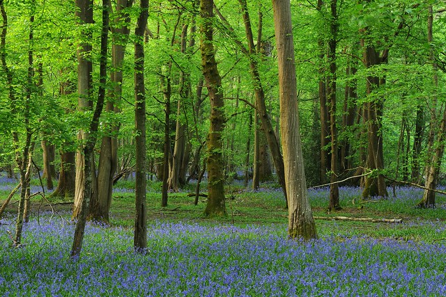 Bluebells at Glovers Wood 2024