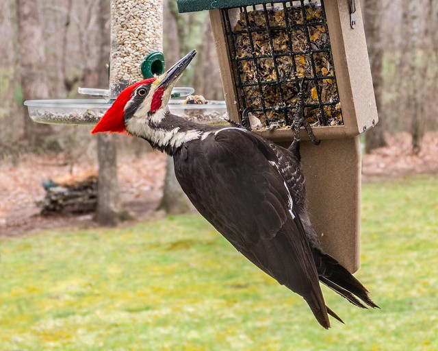 Pileated male-10Apr24