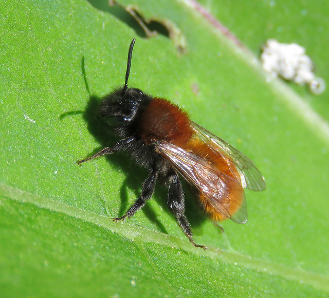 Andrena fulva male - Temple Balsall NR, Warwickshire 2024c