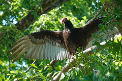 Spreading its wings. Turkey Vulture. Texas