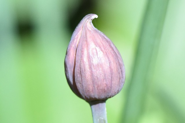Schnittlauch (Allium schoenoprasum) (2)