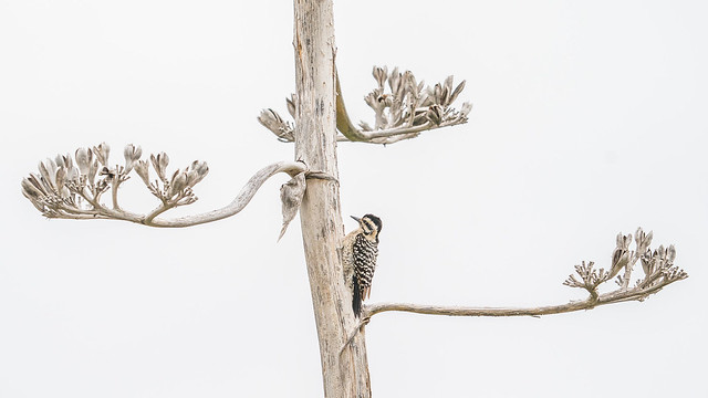 A Century In The Making (Ladder-backed Woodpecker)