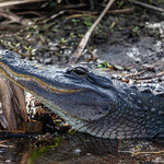 Gator Pillow Just a gator resting it&#039;s head on its pillow at Orlando Wetlands Park. 