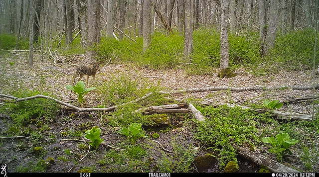 Coyote on trail cam