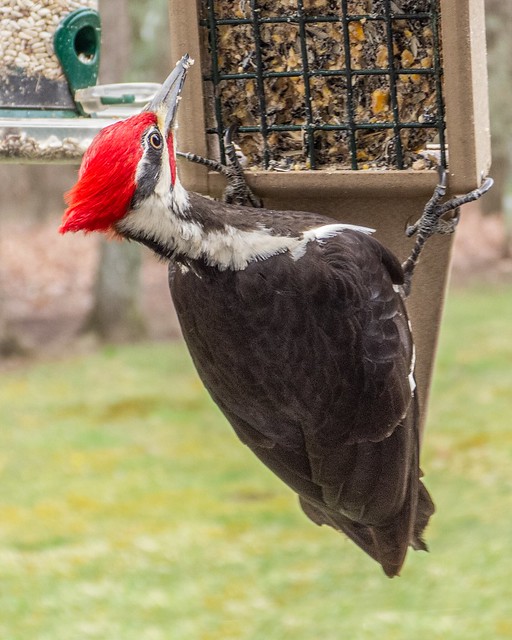 Pileated male-10Apr24
