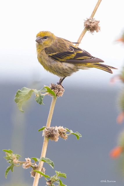 Yellow-crowned Canary Serinus f. flavivertex