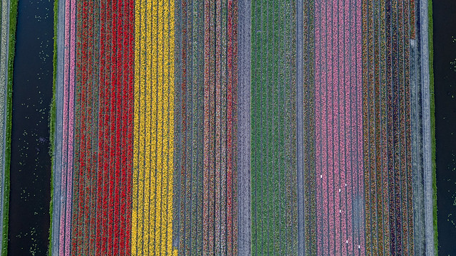 Tulip fields #1