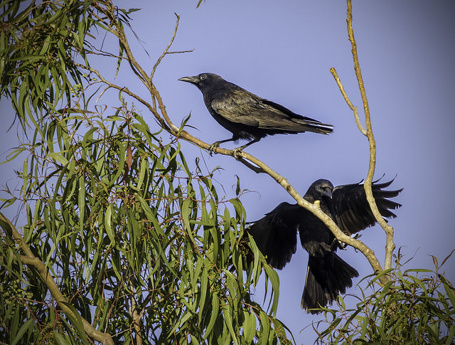 American Crows (Corvus brachyrhynchos) on Corymbia citriodora (Lemon-scented Gum) at Buddy Todd Park (3/10/2024)