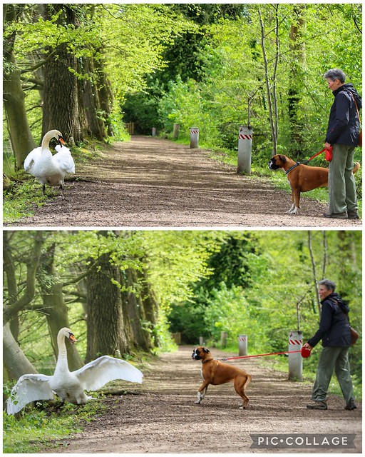 When a dog encounters a swan...