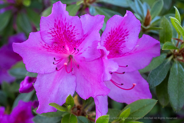 Pink Azalea Flowers, 4.8.24