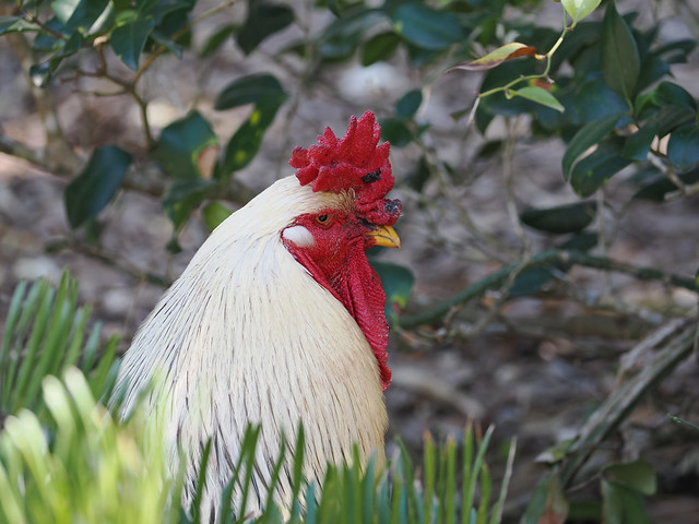 Resident Rooster