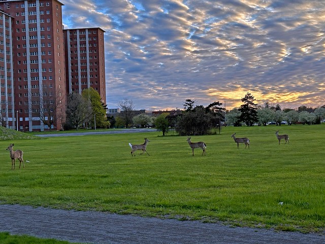 Early Evening Deer Frolick