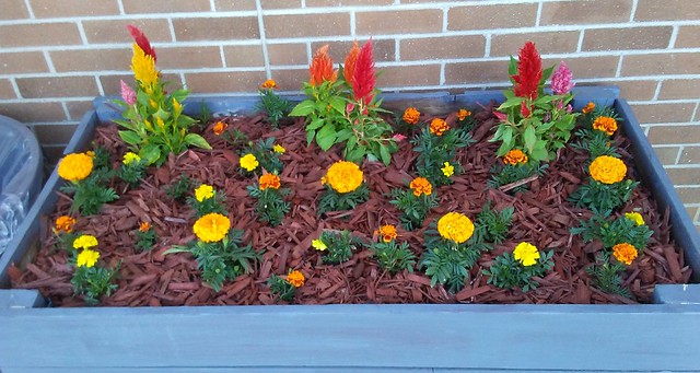 Flower bed 0425241645a-1