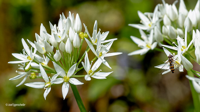 Blüten des Bärlauchs/Wild garlic flowers