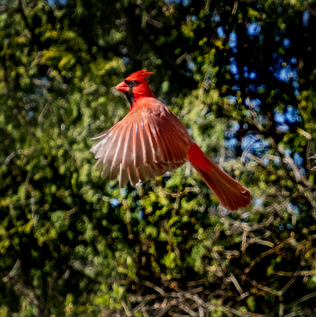 Cardinal ... (c)rebfoto