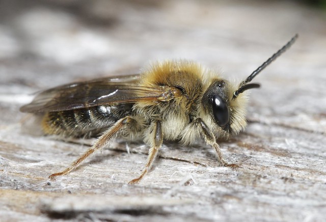 cf male Northern Mining Bee  Andrena ruficrus andrenidae