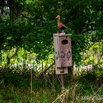Standing Watch Black-bellied whistling duck on a duck box in 40 Acre Lake, Brazos Bend State Park, Texas