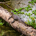 Like Bumps on a Log Young gator catching some rays on a log in Pilant Slough, Brazos Bend State Park