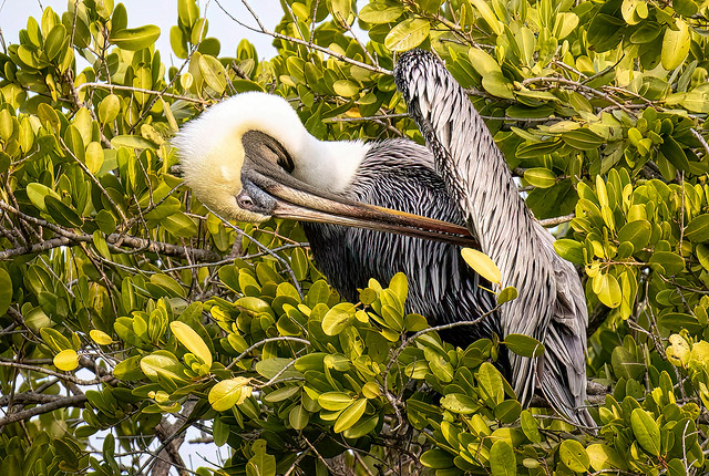 Brown Pelican Preening in a Tree