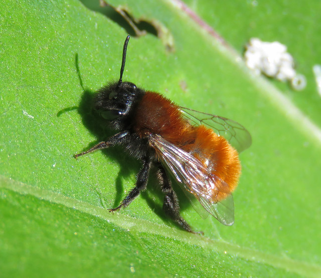 Andrena fulva male - Temple Balsall NR, Warwickshire 2024b