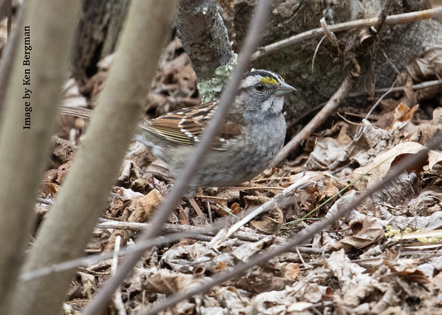 white-throated sparrows