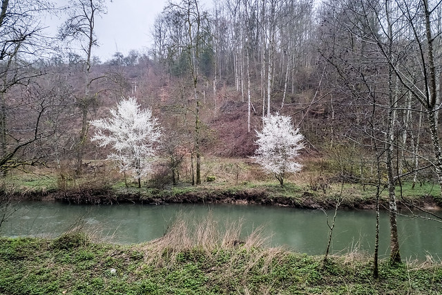 Blooming trees in Alzette valley