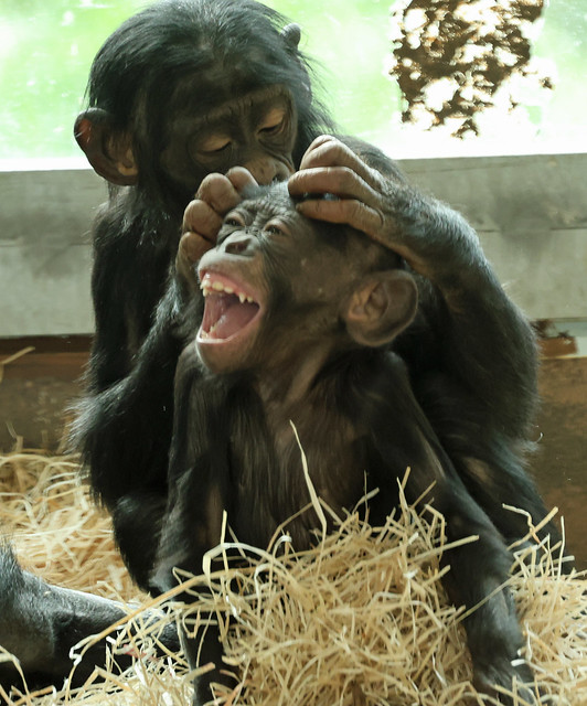 Bonobo Maiyko and Malembe Ouwehand 3L0A2935