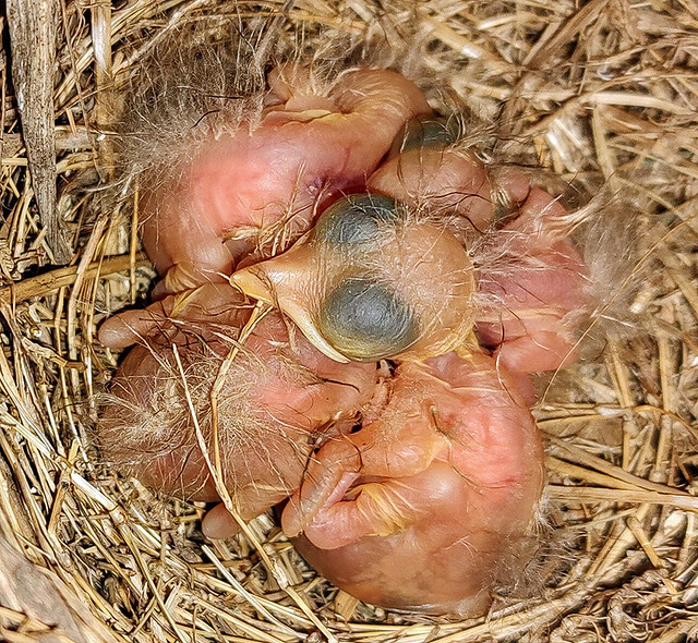 Just Hatched Baby American Robin (Turdus migratorius) (Taken With My Phone).