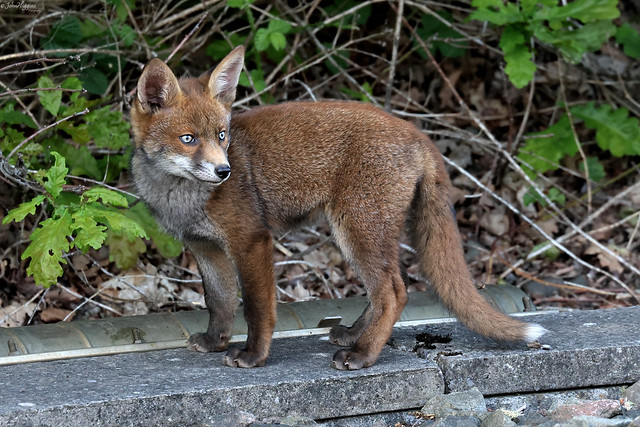 Red Fox Cub Manchester 210523a