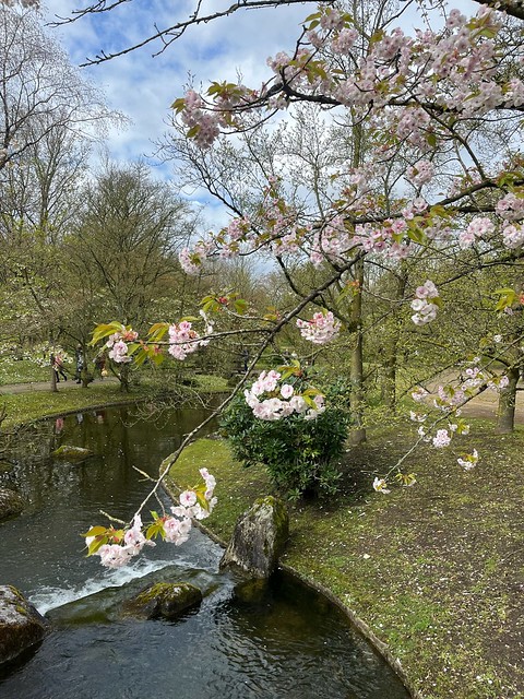 Flores de cerezo en el jardín japonés de Hasselt