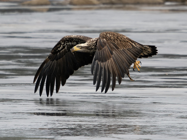 Eagle with Fish
