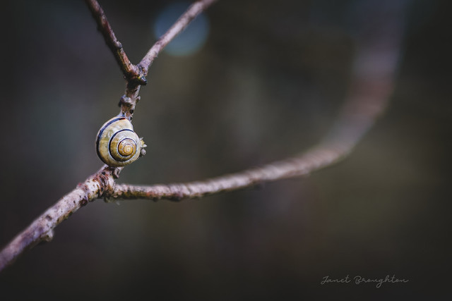{Tiny} Snail